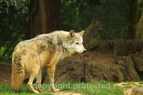 Grey Wolf - Missoula pausing (Colchester Zoo) - Smaller Cats & Other Wildlife - Wolves
