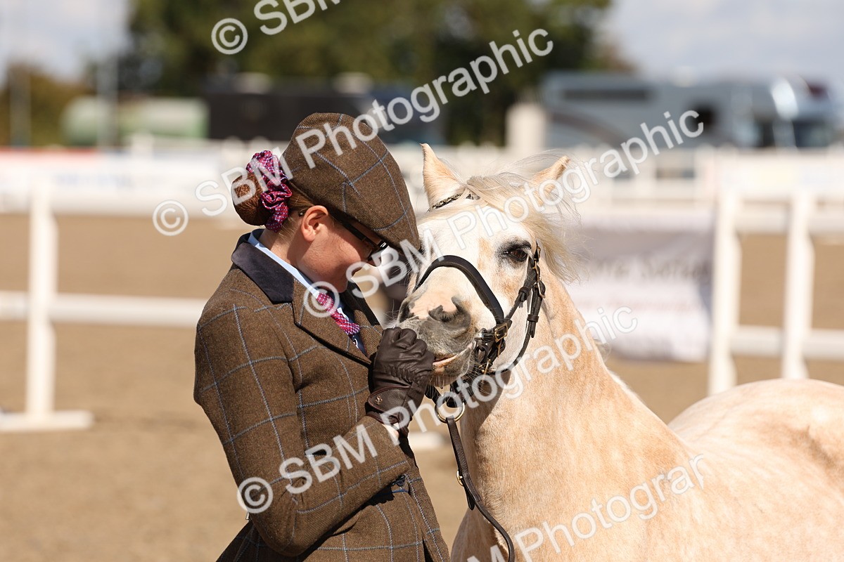 SBM_13958 - Class 205 - IH Show Pony - Show Hunter Pony