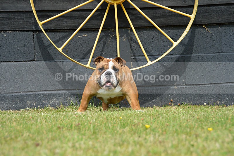  - Bulldogs