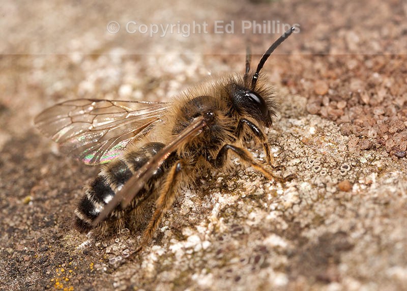 Andrena flavipes (m)