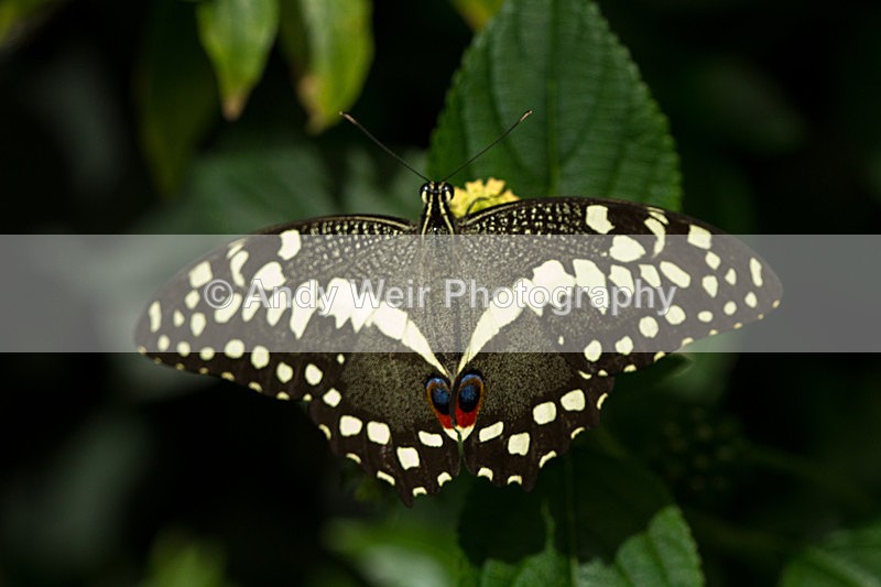 20130803-_MG_5261 - Butterflies & Moths