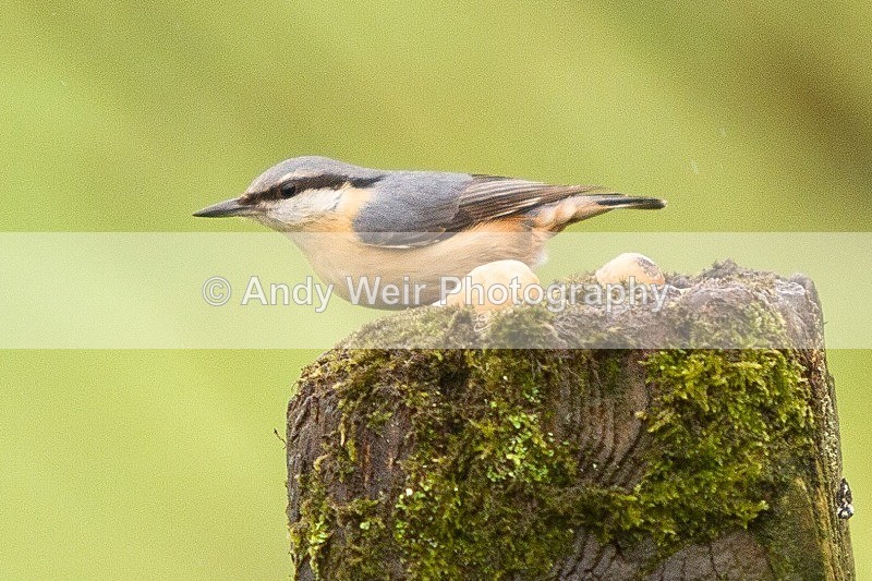 20120218-_MG_8722 - Nuthatch & Treecreepers