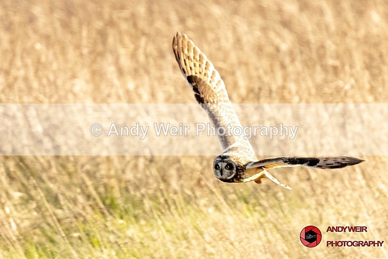 190328-untitled-8E0A4639 - Raptors