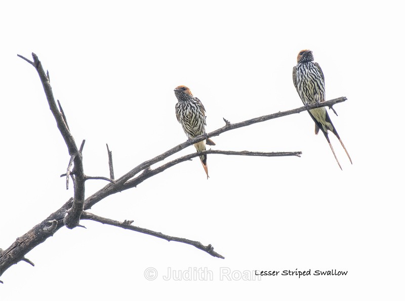  - South Africa Birds and Mammals