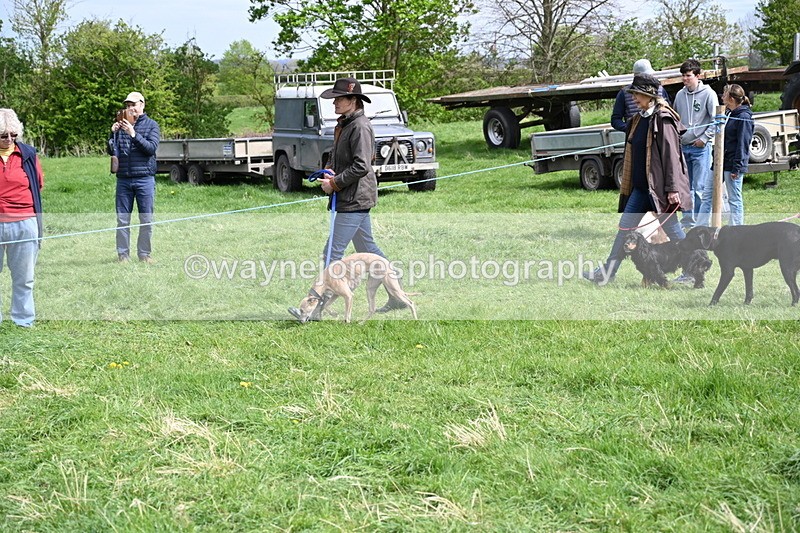 WJ6_8832 - Class 8 Best Working / Gun Dog or Bitch