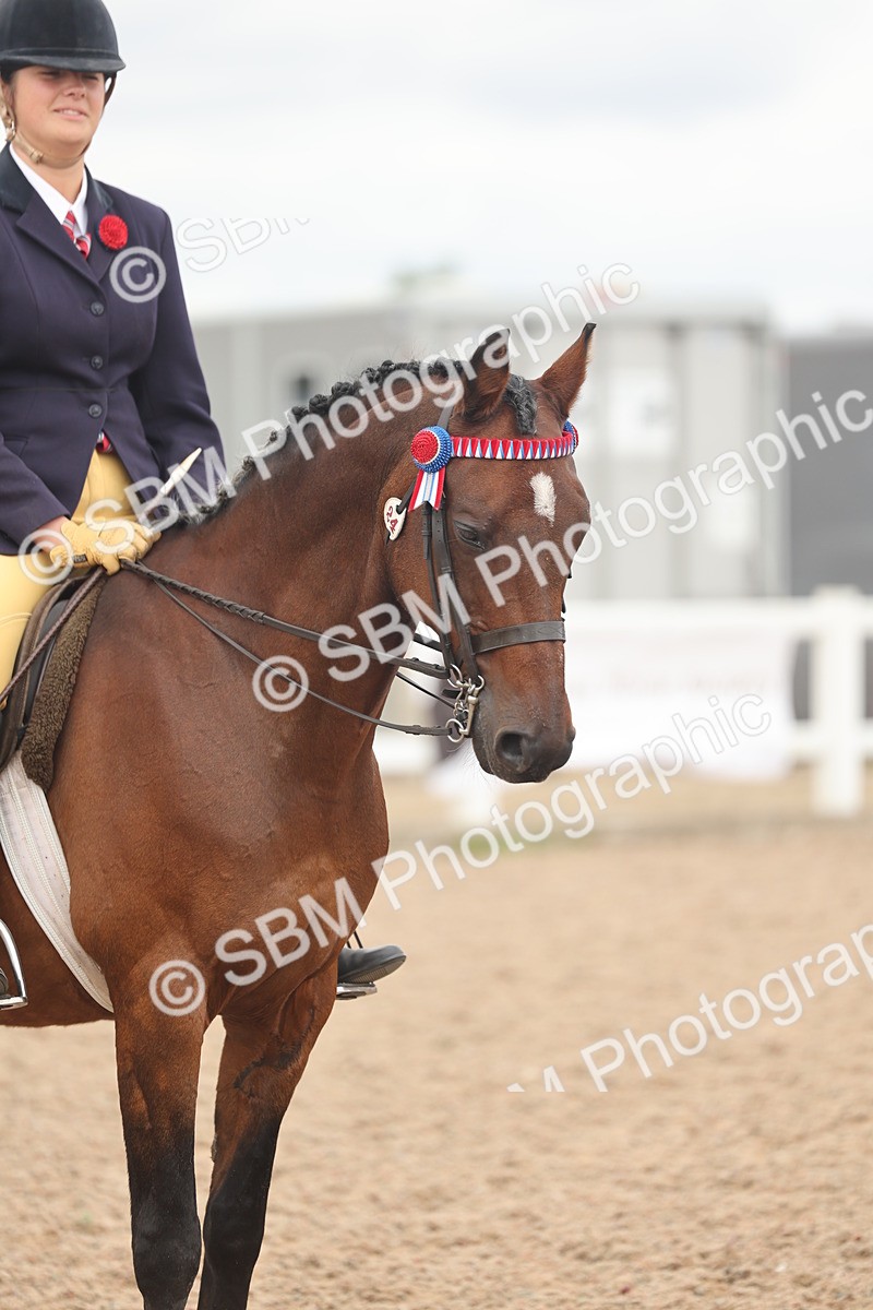 SBM_16030 - Class 311 - Ridden Show pony-Show hunter Pony