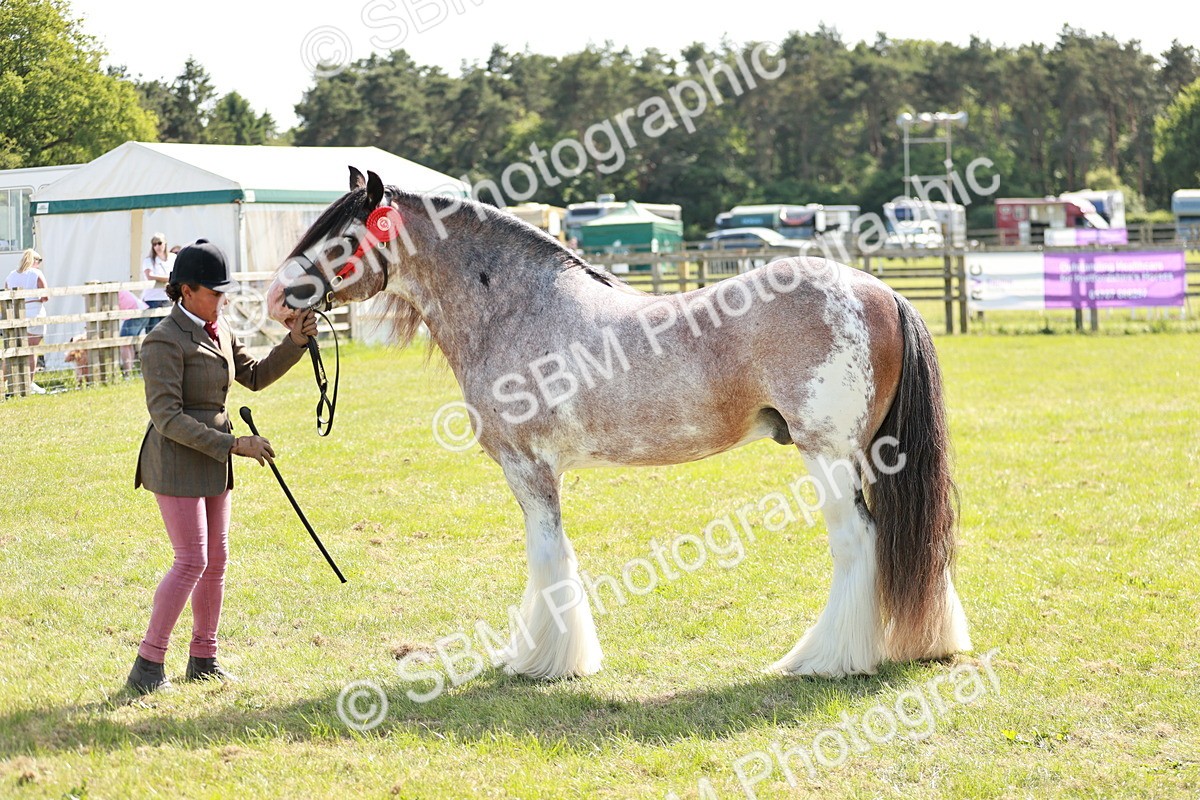 SBM_08883 - Class 63-65 - Traditional Gypsy Cobs In Hand & Ridden