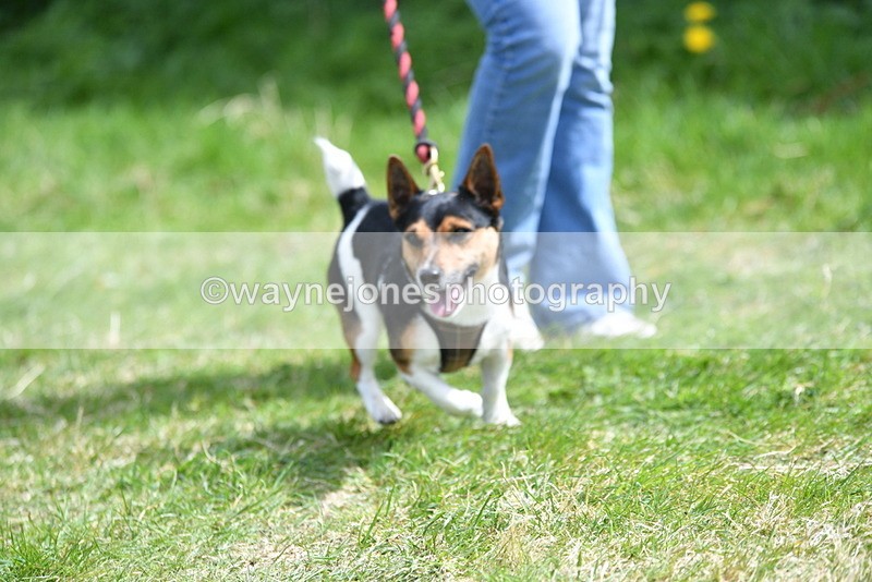WJ5_0387 - Class 7 Best Terrier
