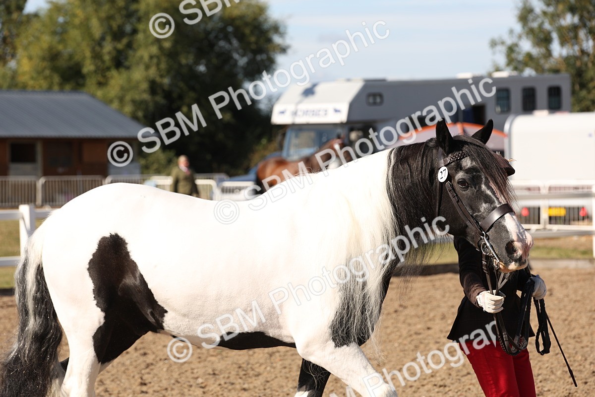 SBM_12876 - Class 206 - IH Non Show Type Pony