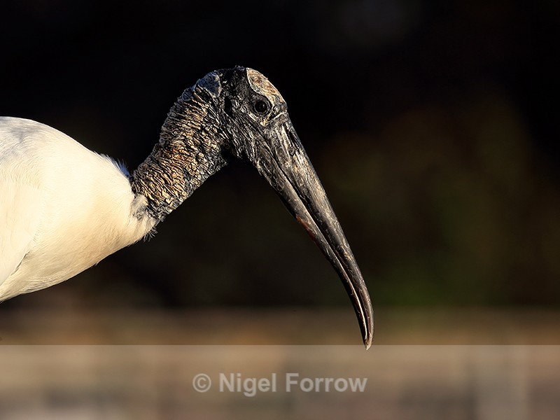 Wood Stork head side view, Wakodahatchee Wetlands, Florida - Wood Stork
