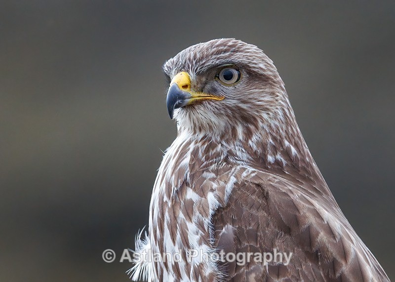 Buzzard - Latest Images