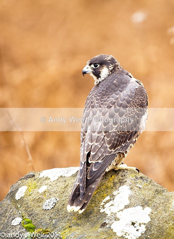  - Peregrine Falcon