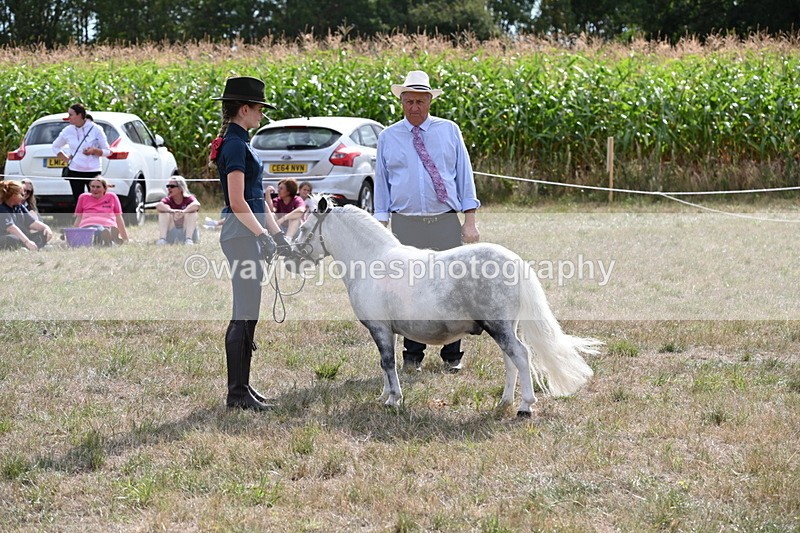 WJ6_7050 - Class 21 Shetland & Mini Horses