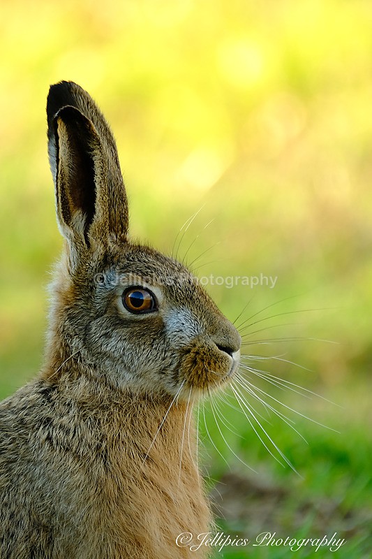  - Wildlife and Nature