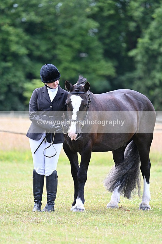 WJ7_7130 - Class 5a Most Handsome Gelding in Hand