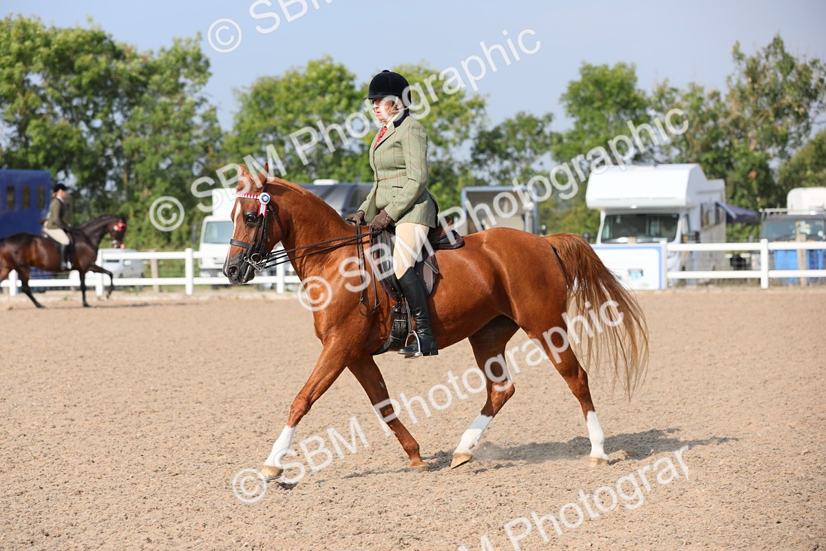 SBM_11355 - Class 305 Ridden Foreign Breeds- Pure Bred