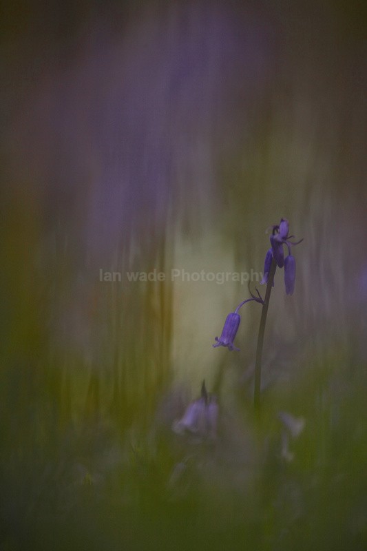  - Woodland scenes & flowers