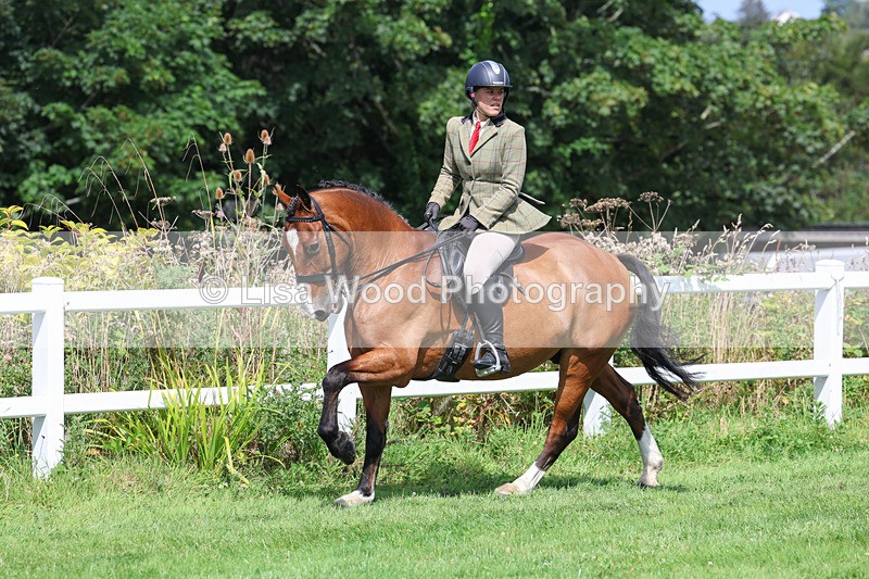 3E7A8683 - Class 5: Working Show Horse