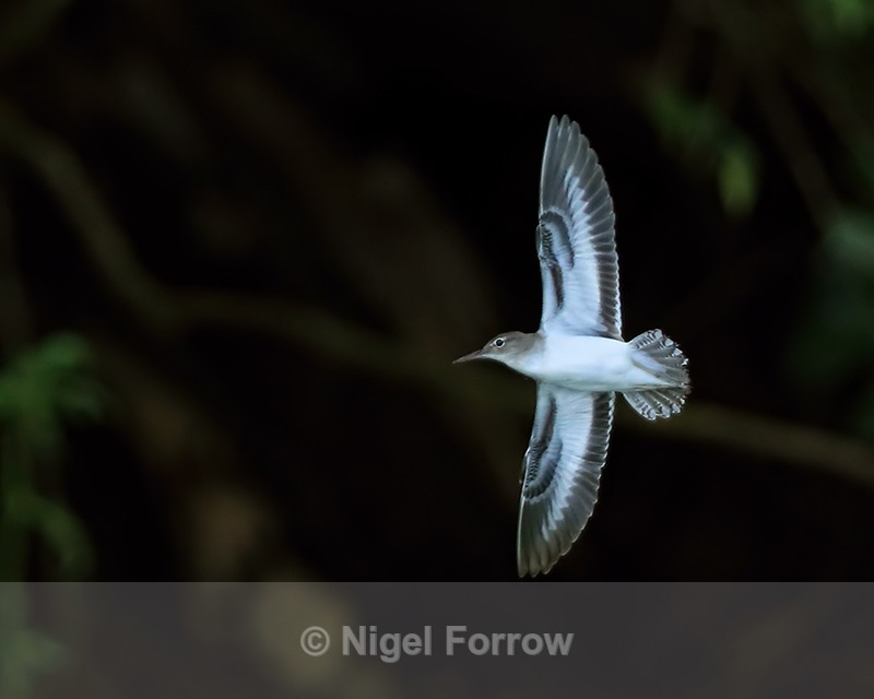 Spotted Sandpiper in flight, Panama - Spotted Sandpiper