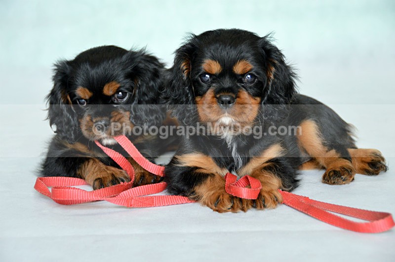 - Cavalier King Charles Spaniels