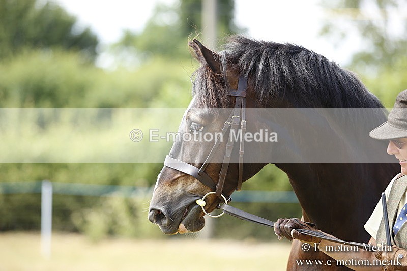 _C7A9657 - BVRC Sow 2018 Ring 2