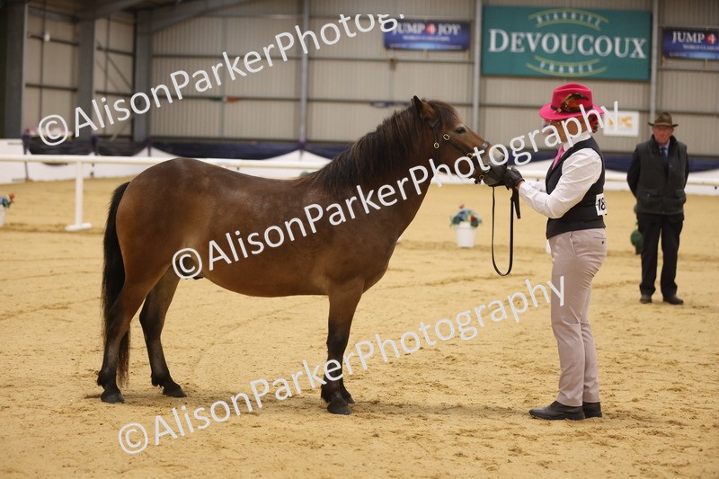 20260913-1029 - Class 109 - Bred On Exmoor In Hand