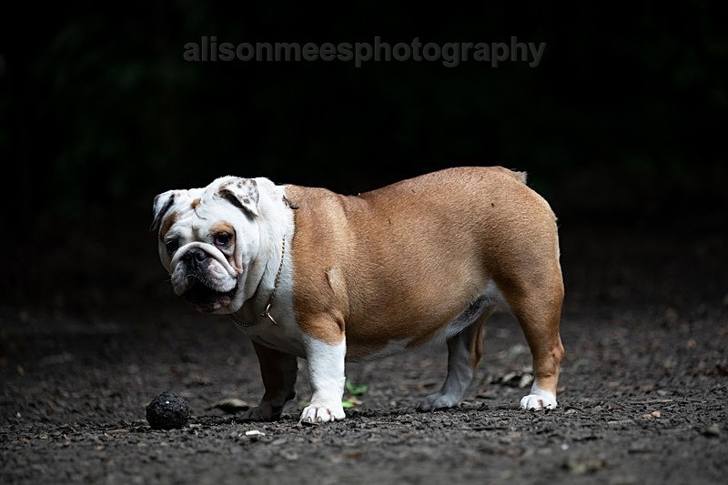  - Pet Photography