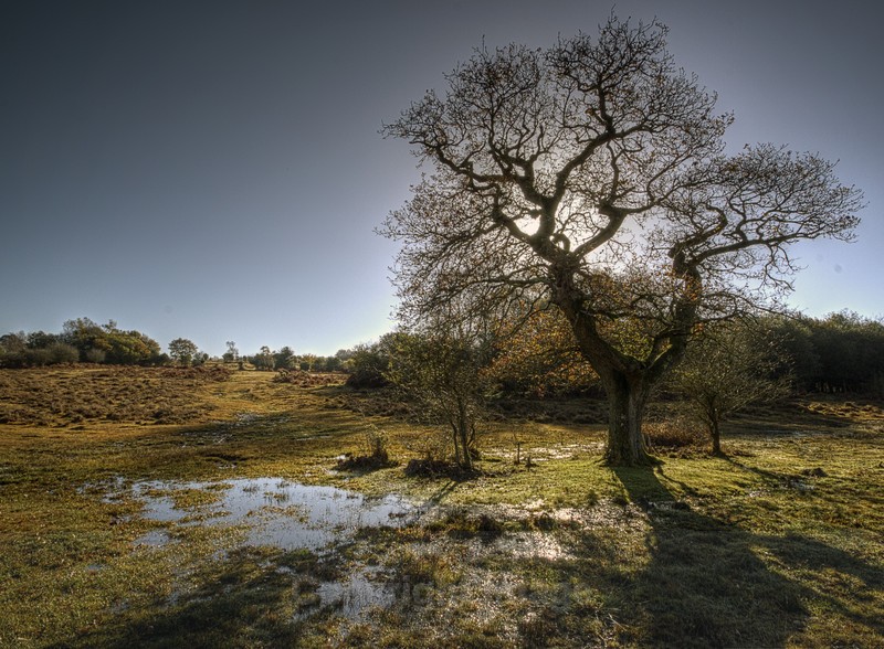  - The Low Lands