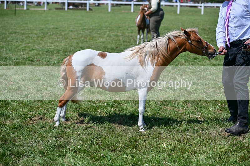 DSC_7178 - Class 61: Miniature Horse 4yrs & over