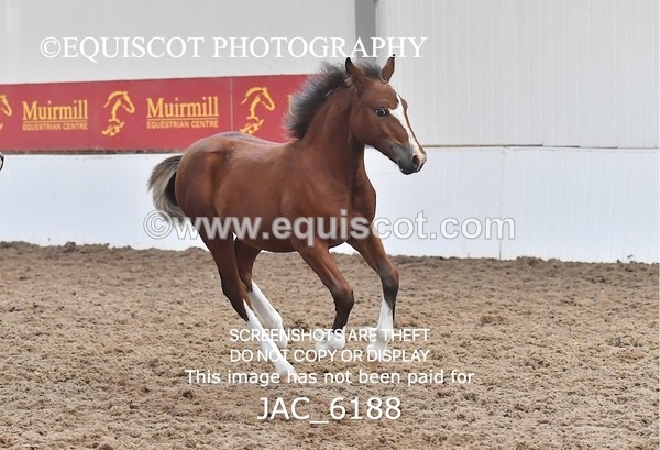 JAC_6188 - 17 Avonmore Little Maeda