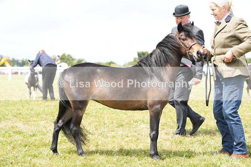 DSC06509 - Class 56: Miniature Horse 1, 2 & 3yr olds