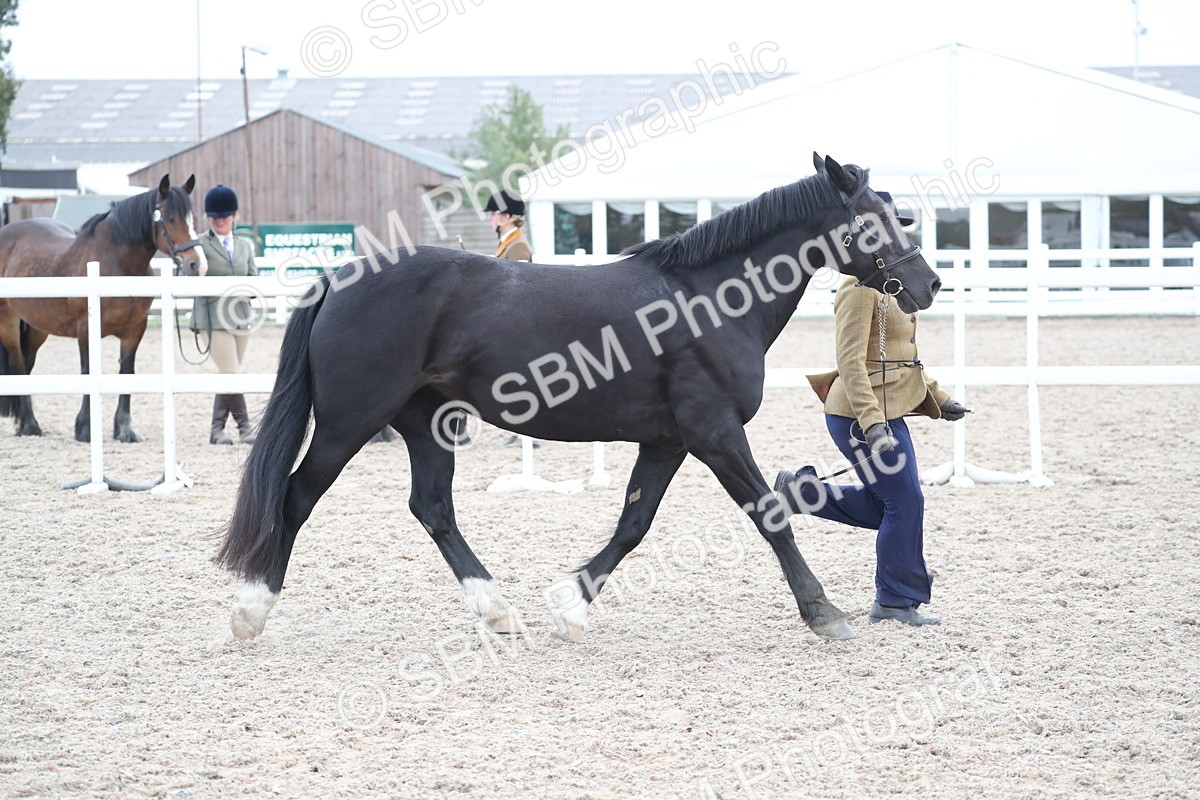 SBM_17966 - Class 317 IH Pure bred Horse/Pony