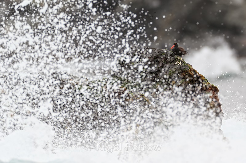 Blackish Oystercatcher watches wave crashing on rocks, Chile - Blackish Oystercatcher