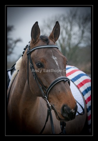 QT-2aw - Equestrian Images