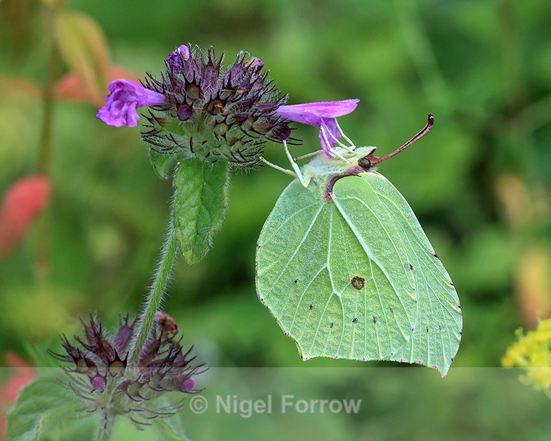 Brimstone (male) on Wild Basil, Ardley Wood Quarry, Oxfordshire - INSECTS