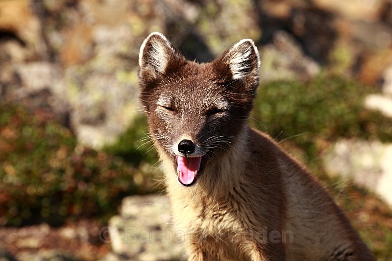 Arctic Fox 3285 - Wildlife