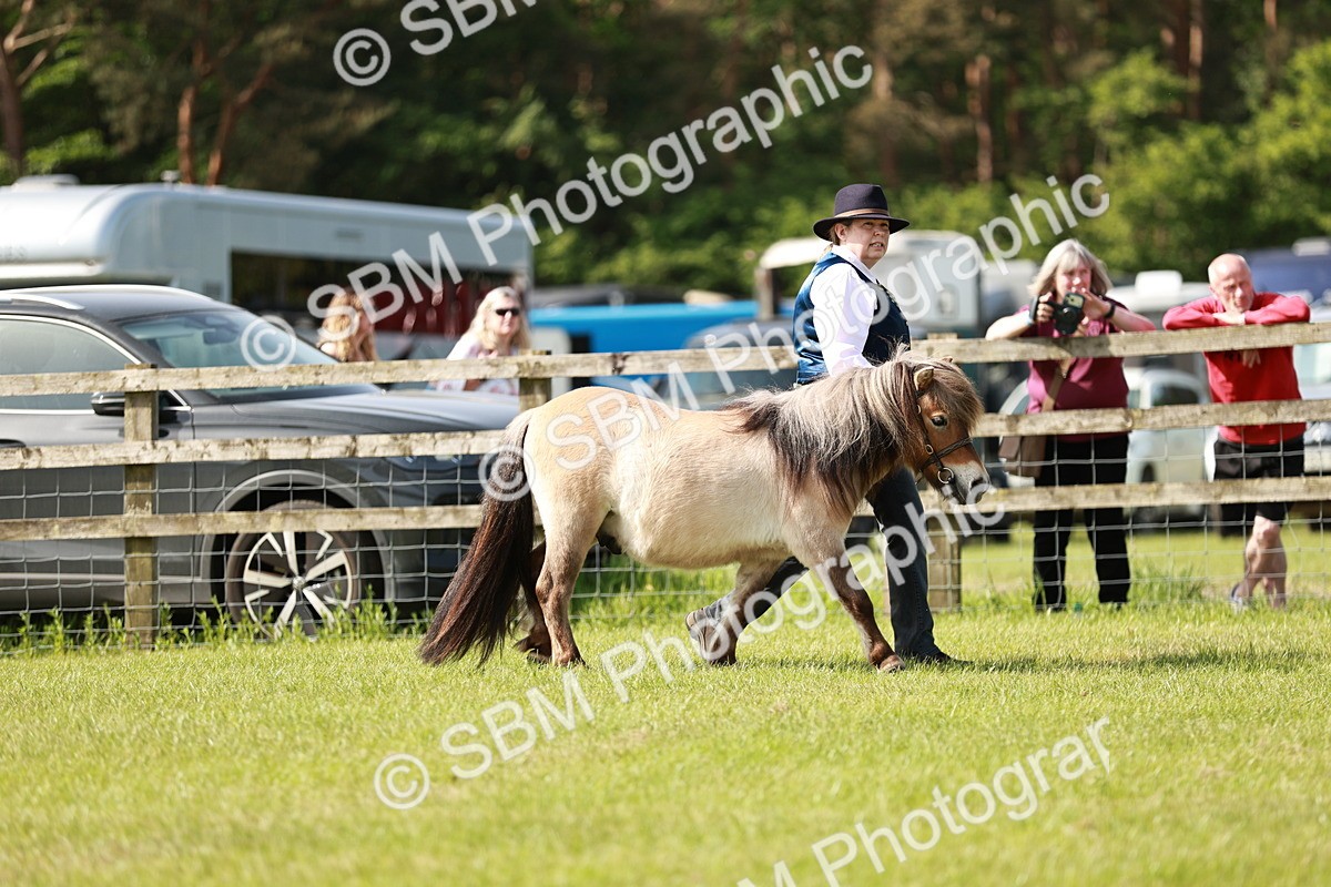 SBM_01737 - Class 14-23 - Mountain & Moorland In Hand Non Welsh