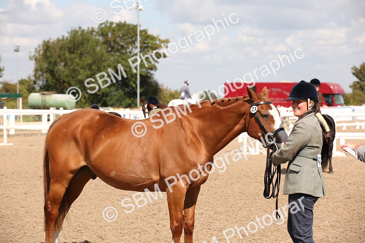 SBM_03405 - Class 18 Handsomest Gelding (IH or Ridden)