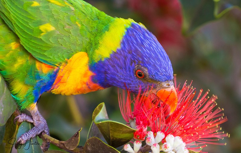Lorikeet Feeding 6