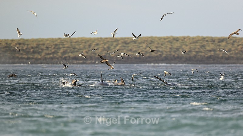 Kelp Gulls and Giant Petrels follow Orcas after successful seal hunt - Dolphin