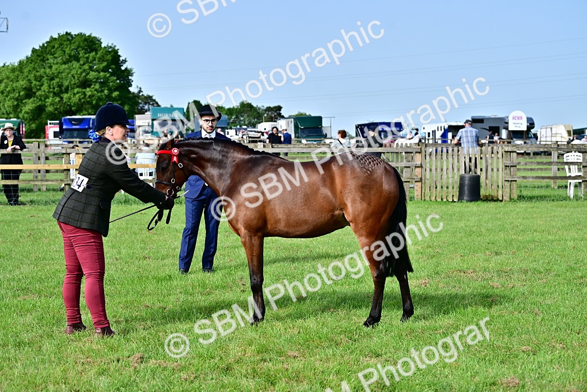 SBM_00954 - Class 46-49 - Arab and Part Bed-Anglo Arab In Hand
