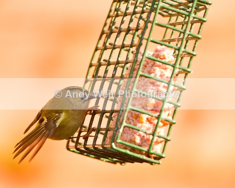 20110308-IMG_1842 - Wren & Goldcrest