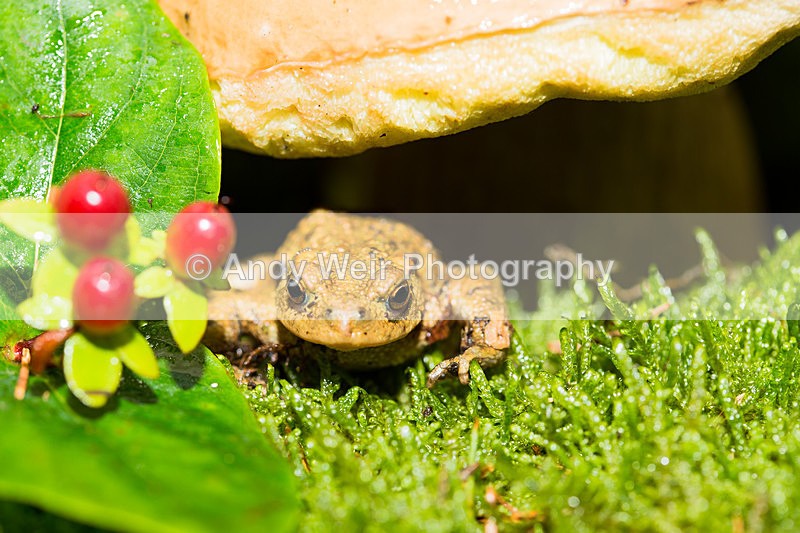 20131012-3K8A7058 - Frogs & Toads