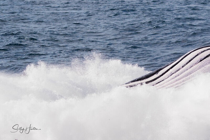 0A3A7474. Stripes - 2023 Whale Photos