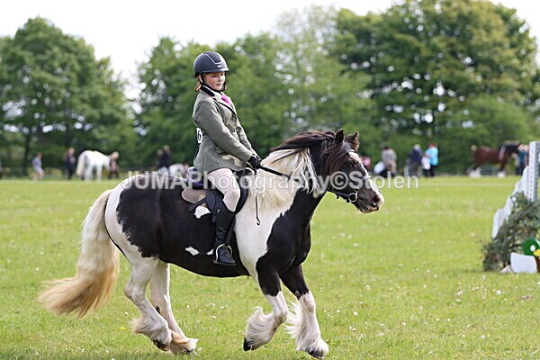 IMG_2407 - Working Hunter