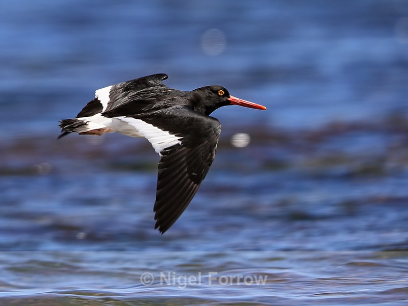 Close flypast of Magellanic Oystercatcher, Carcass Island, Falklands - Magellanic Oystercatcher