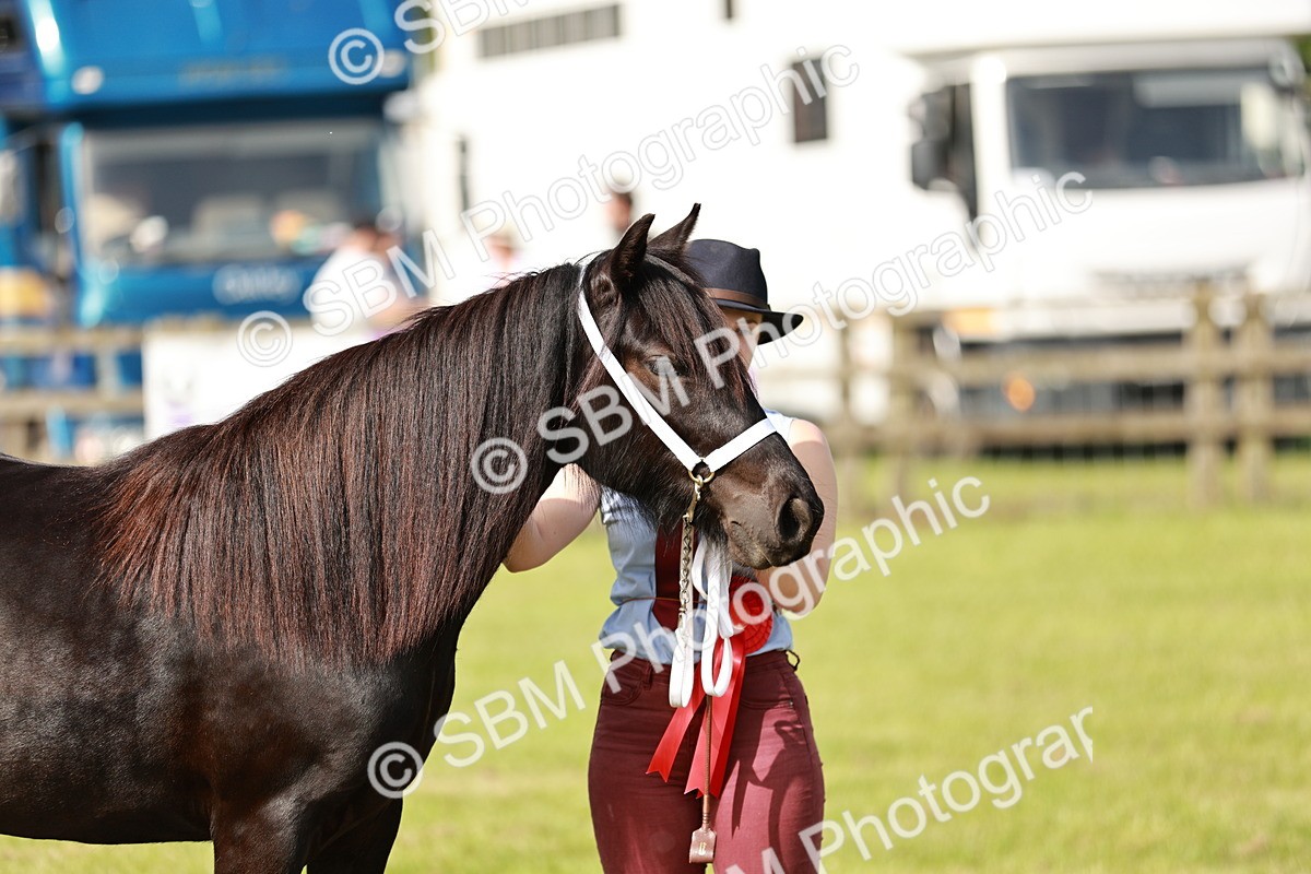 SBM_00899 - Class 14-23 - Mountain & Moorland In Hand Non Welsh