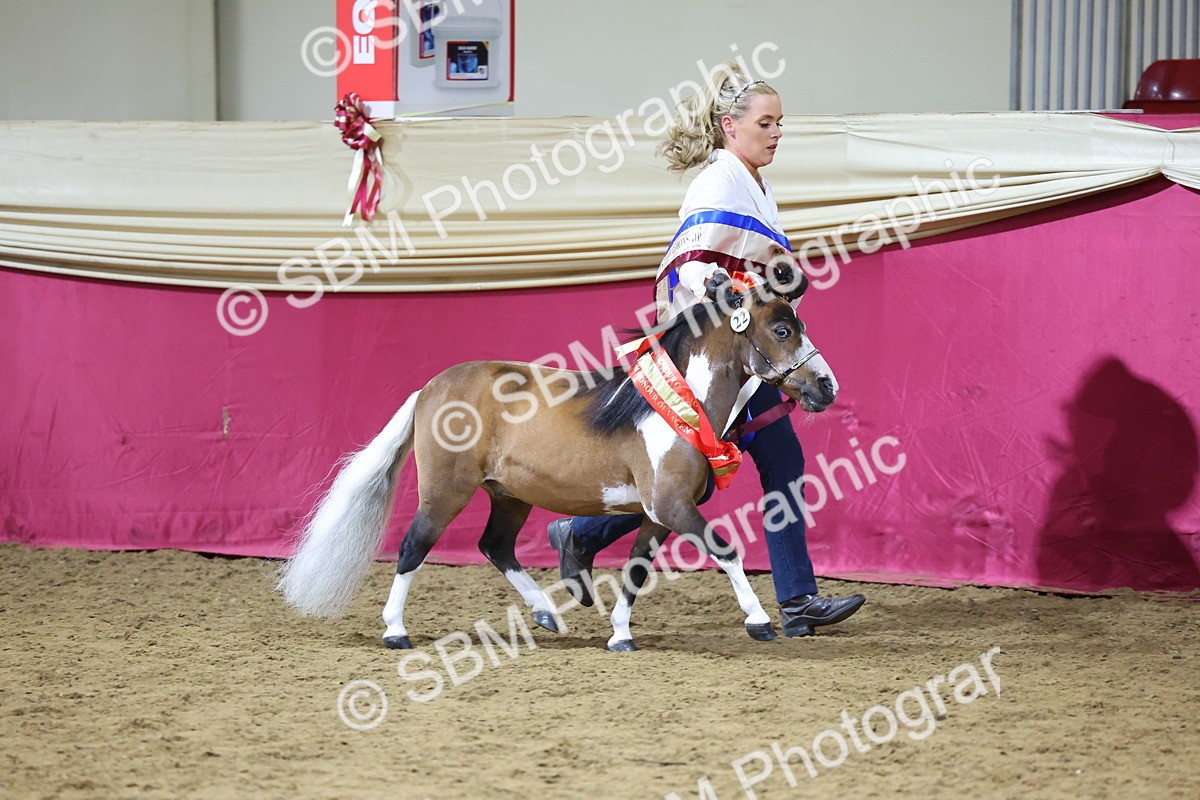 SBM_18723 - Class D IH Pony Champ