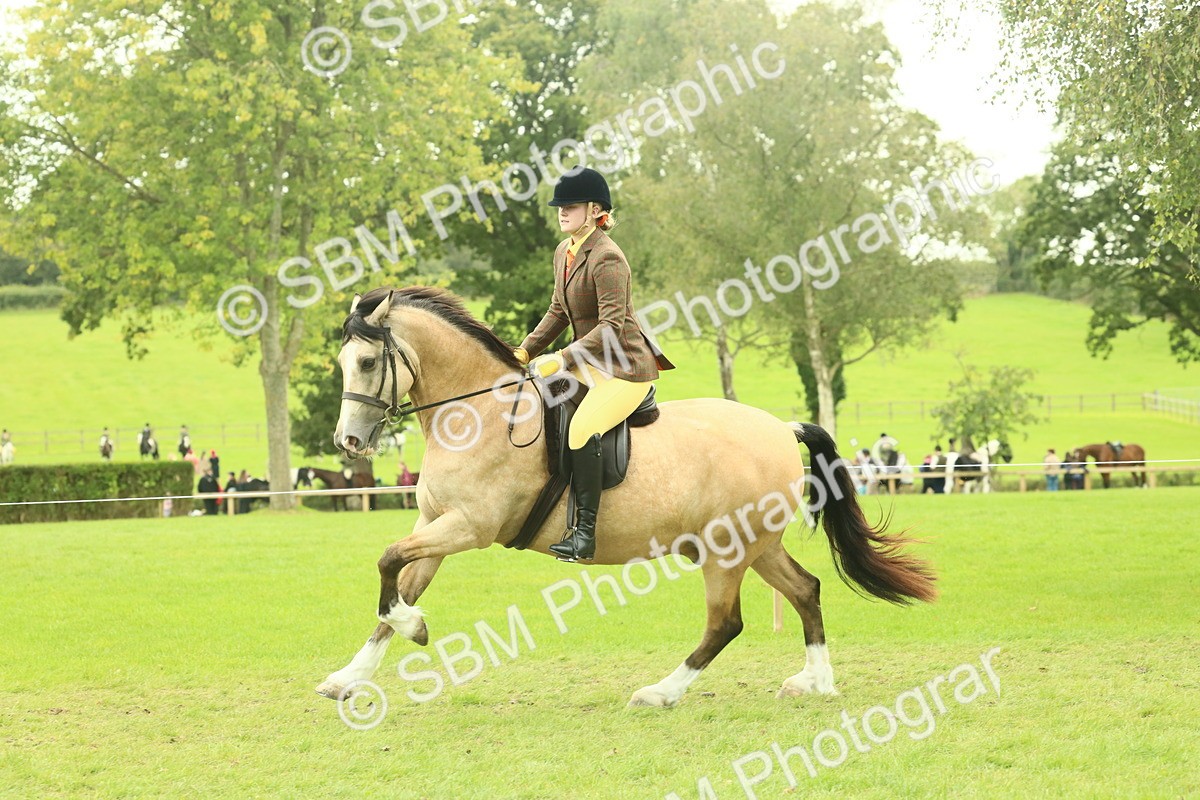 SBM_72039 - S60 - Mountain & Moorland Ridden Large Breeds