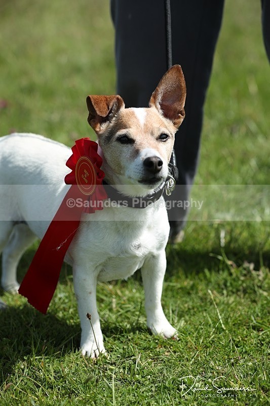 SPXX0593 - Dog show